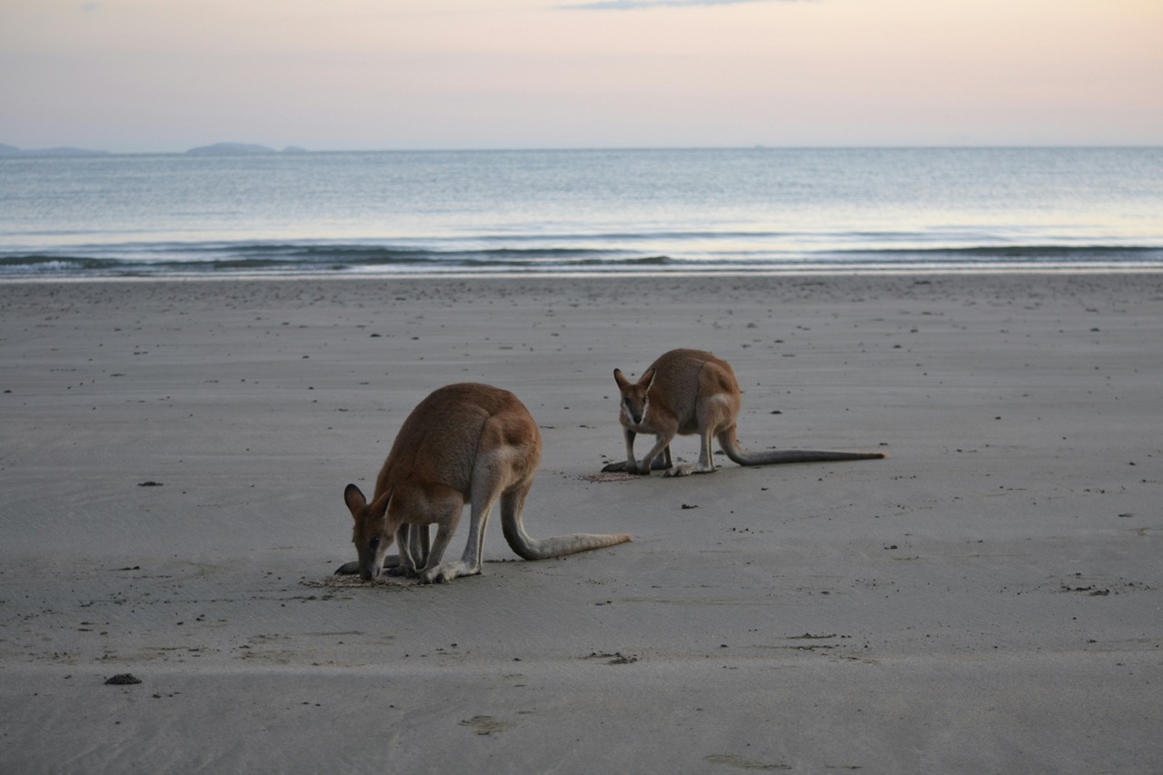 Image of Wallabies